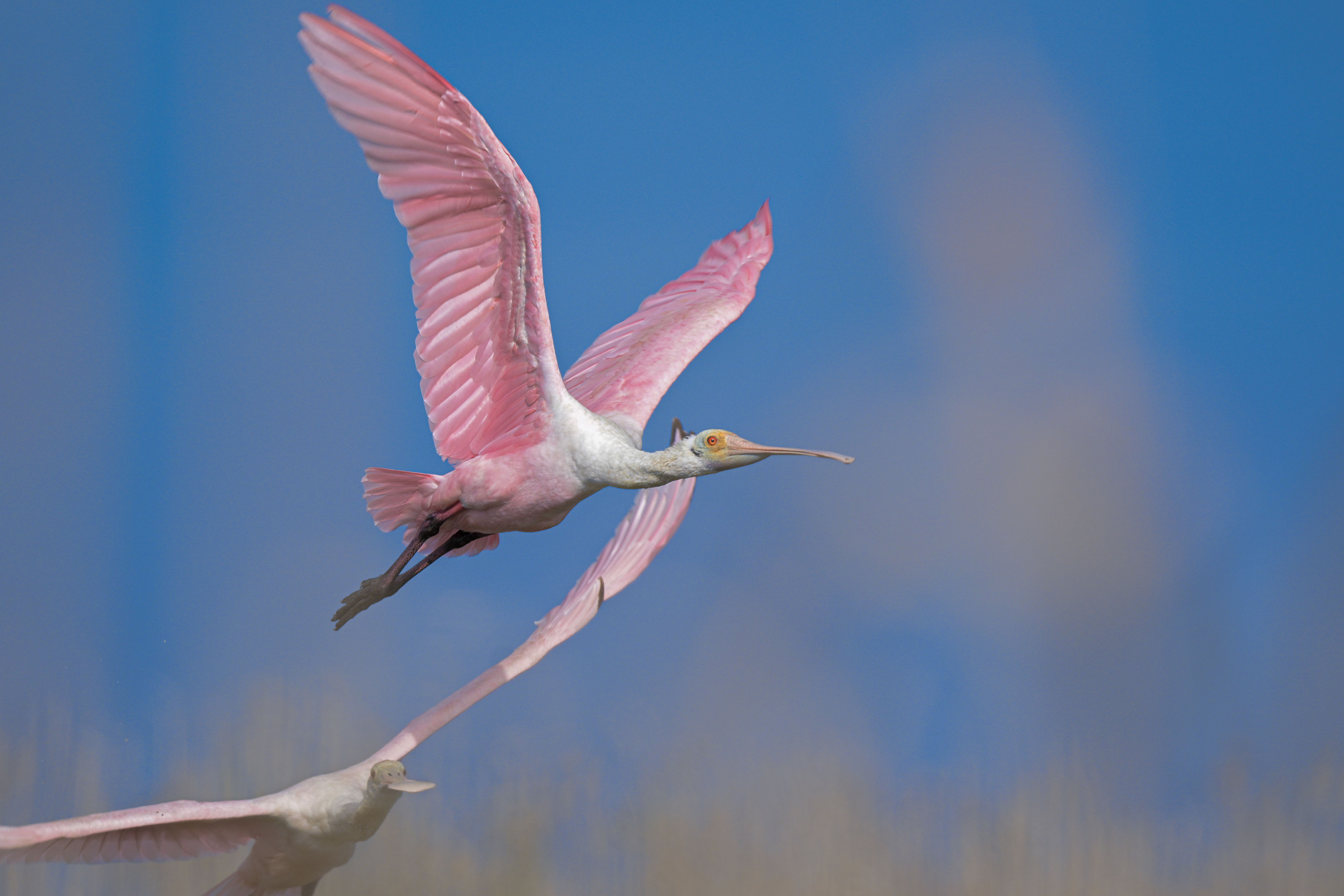 Roseate Spoonbill