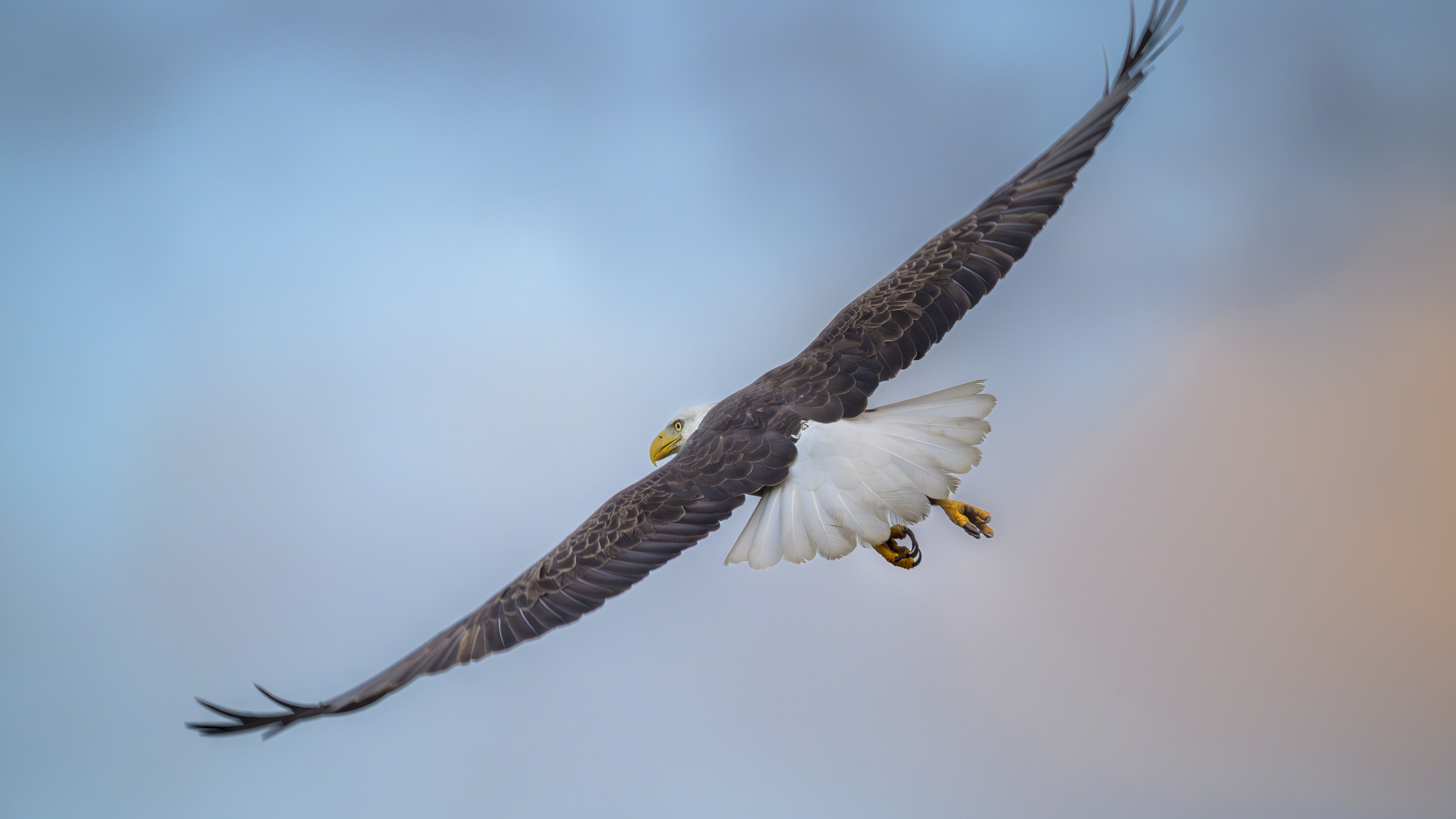 Bald Eagle