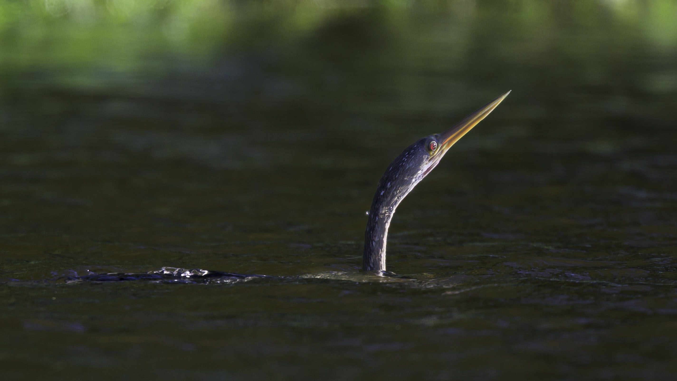 Anhinga
