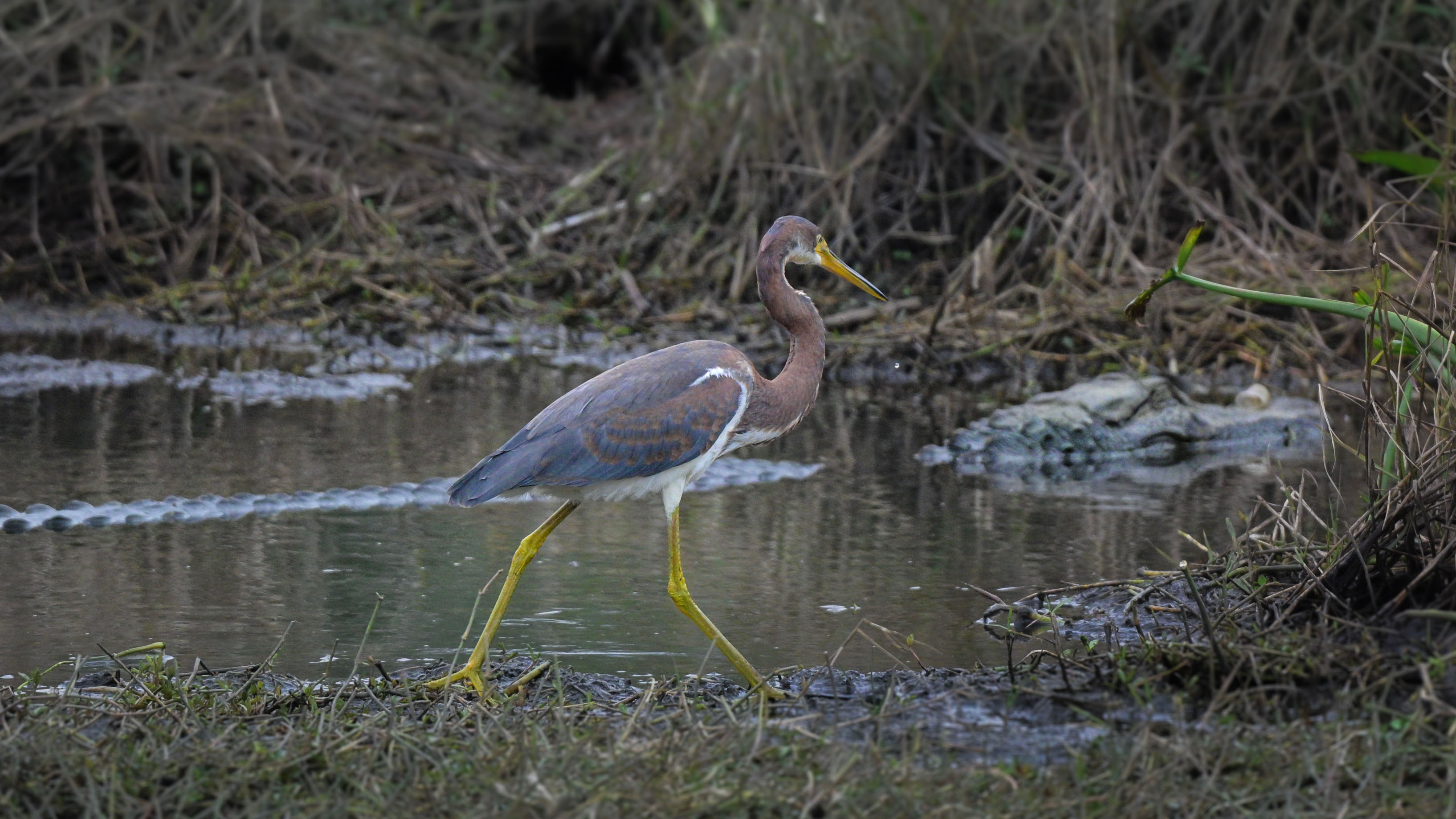 Tricolored Heron