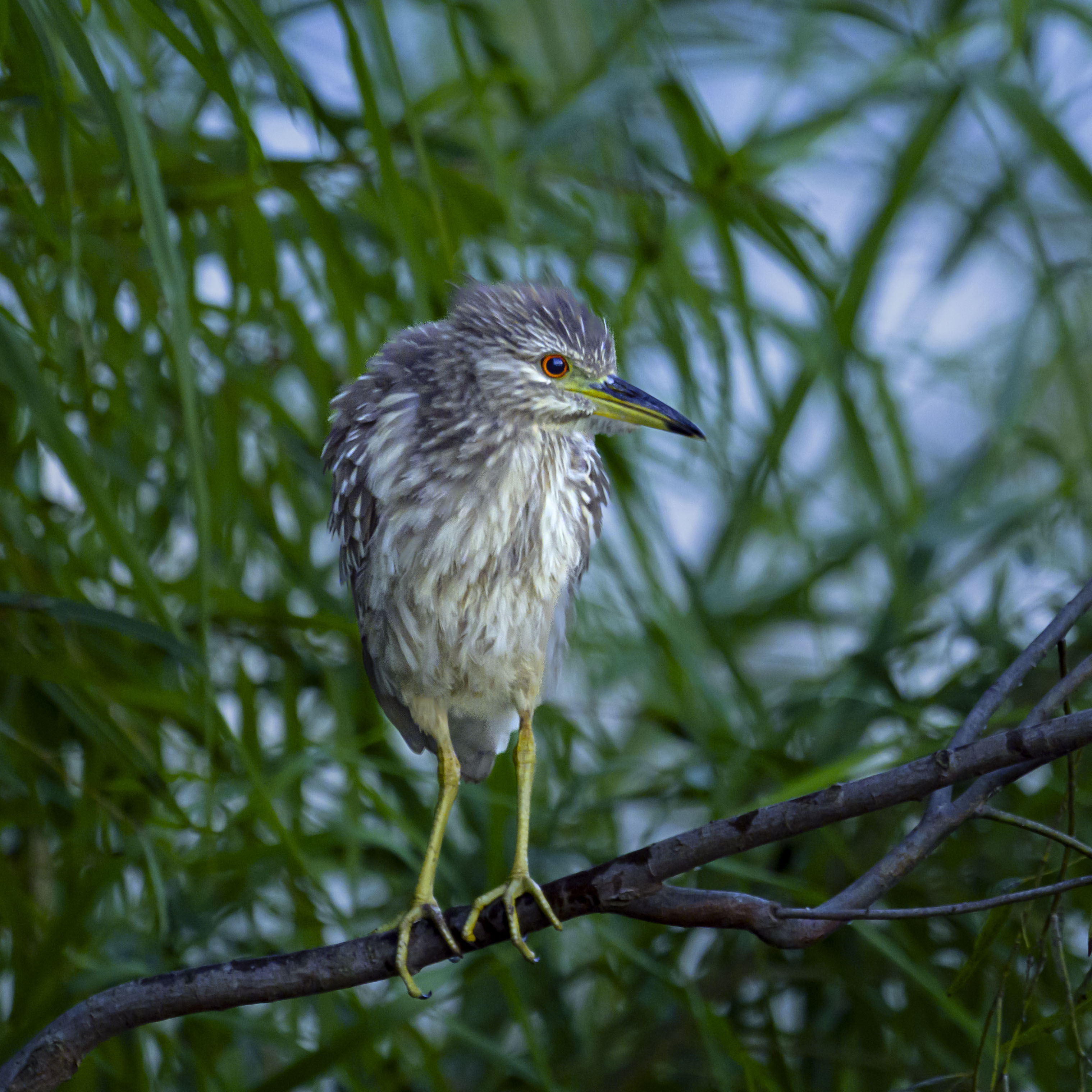 Black-crowned Night-Heron