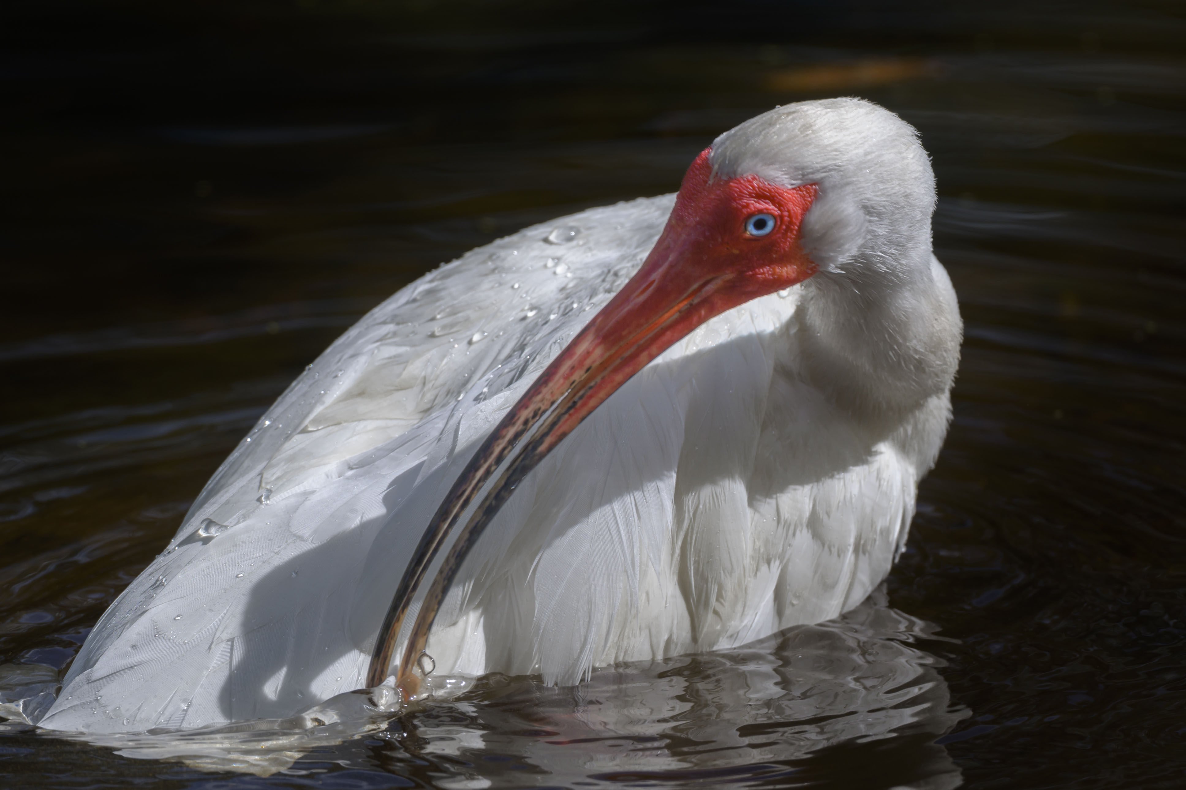White Ibis