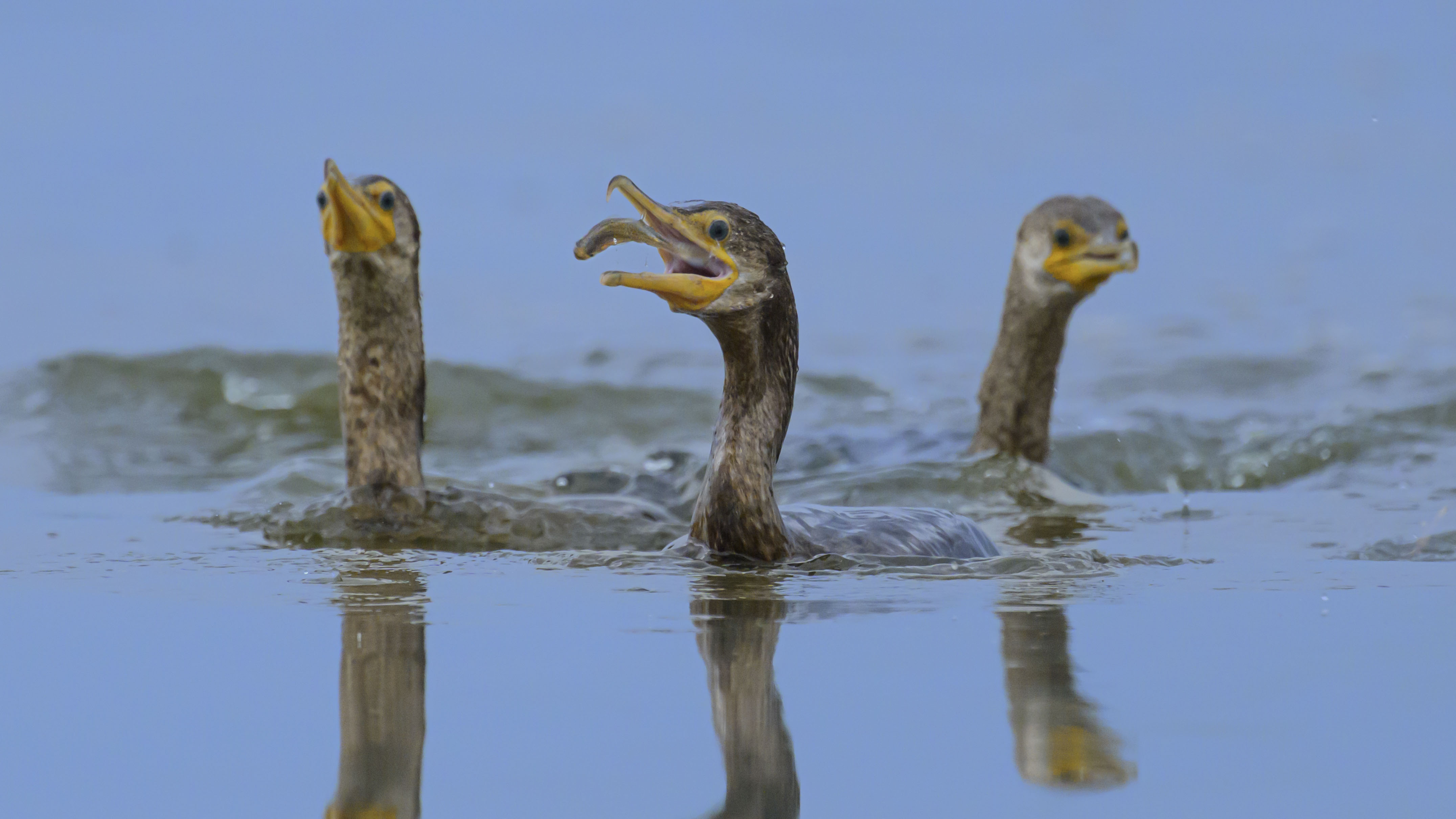 Double-crested Cormorant
