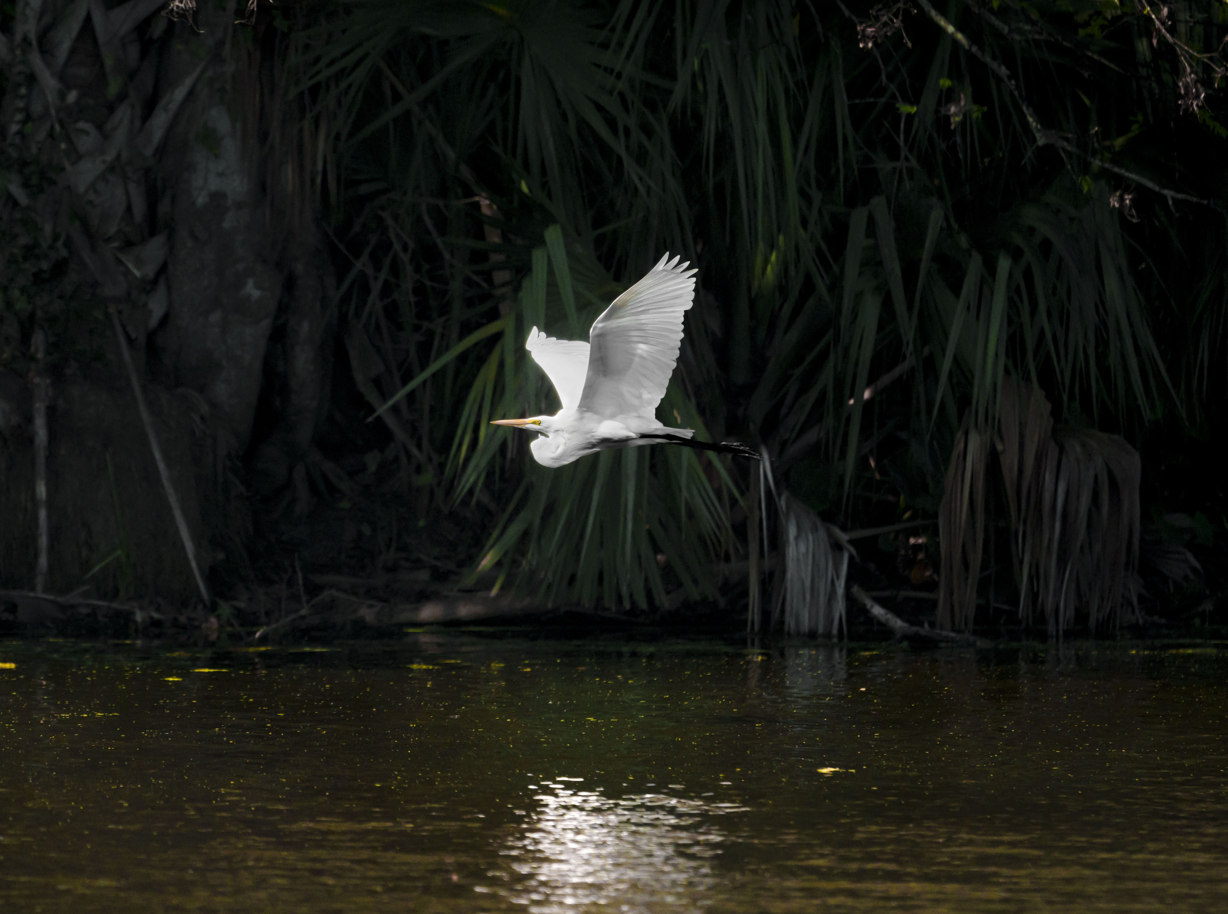 Great Egret