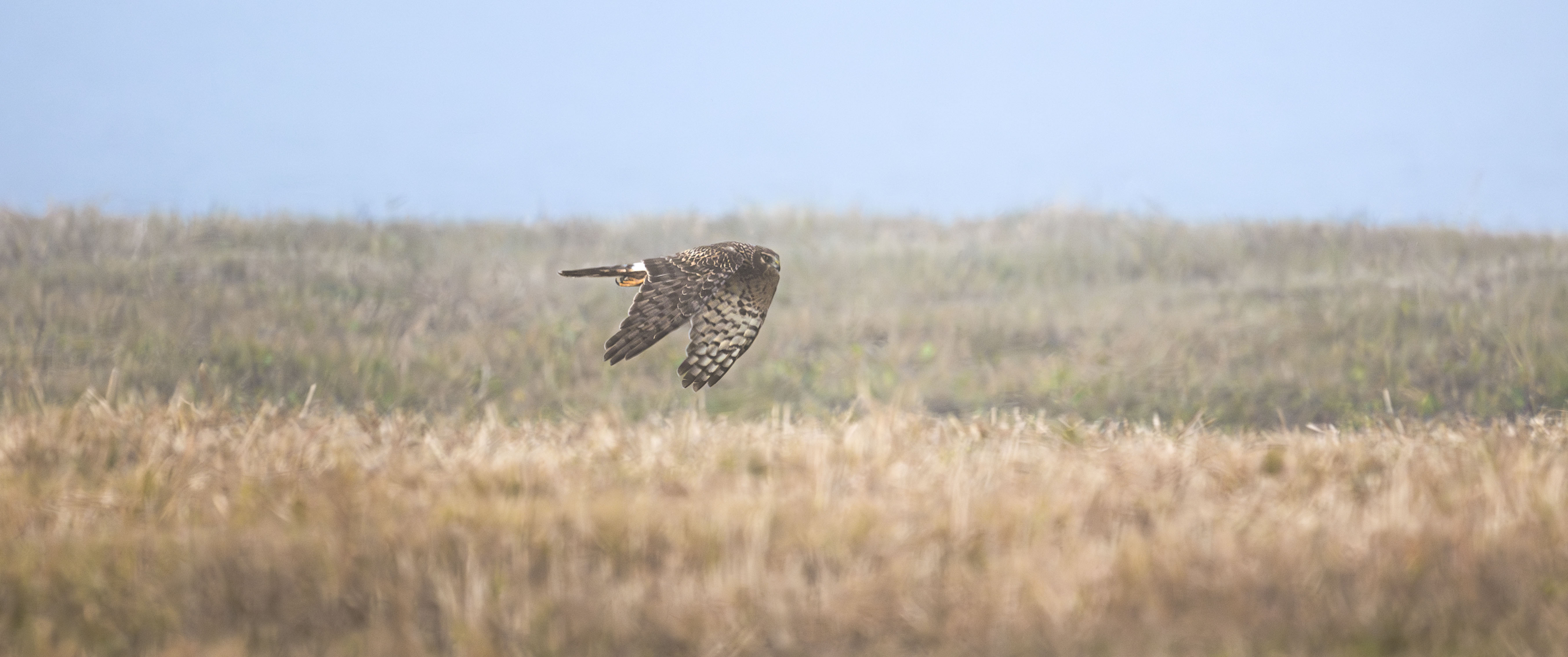 Northern Harrier