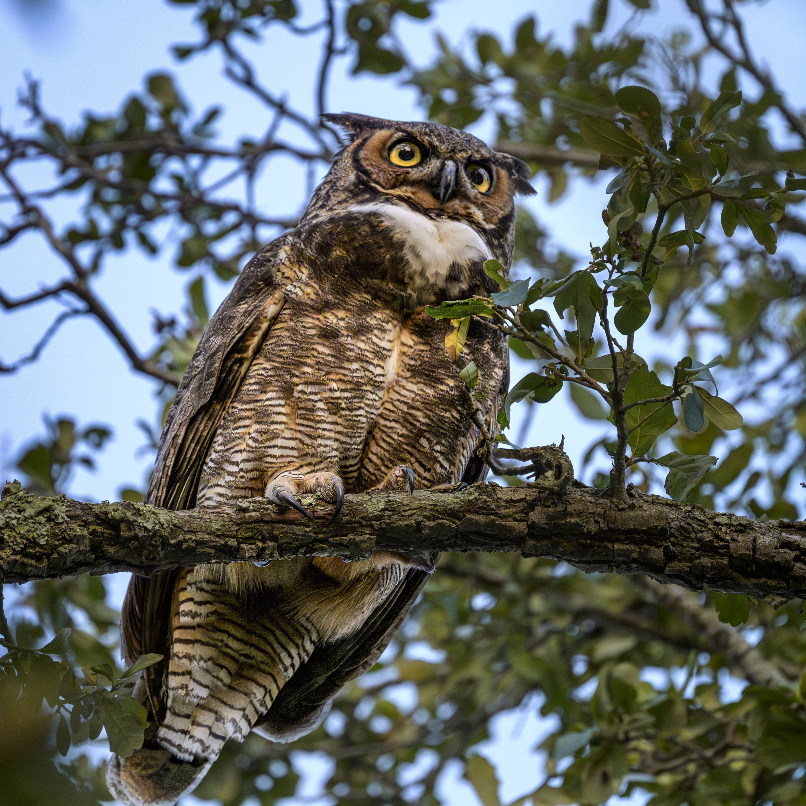 Great Horned Owl