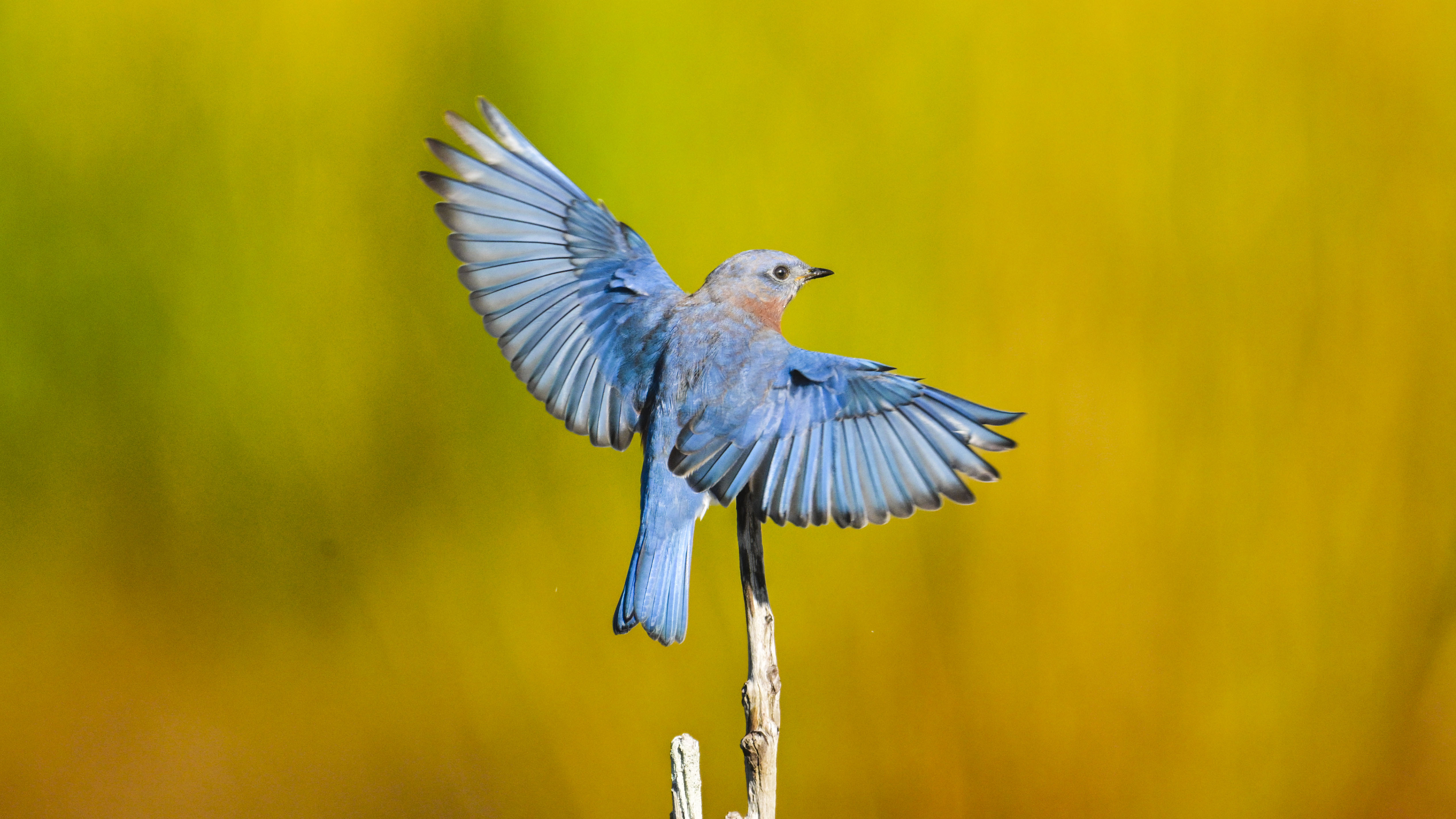 Eastern Bluebird