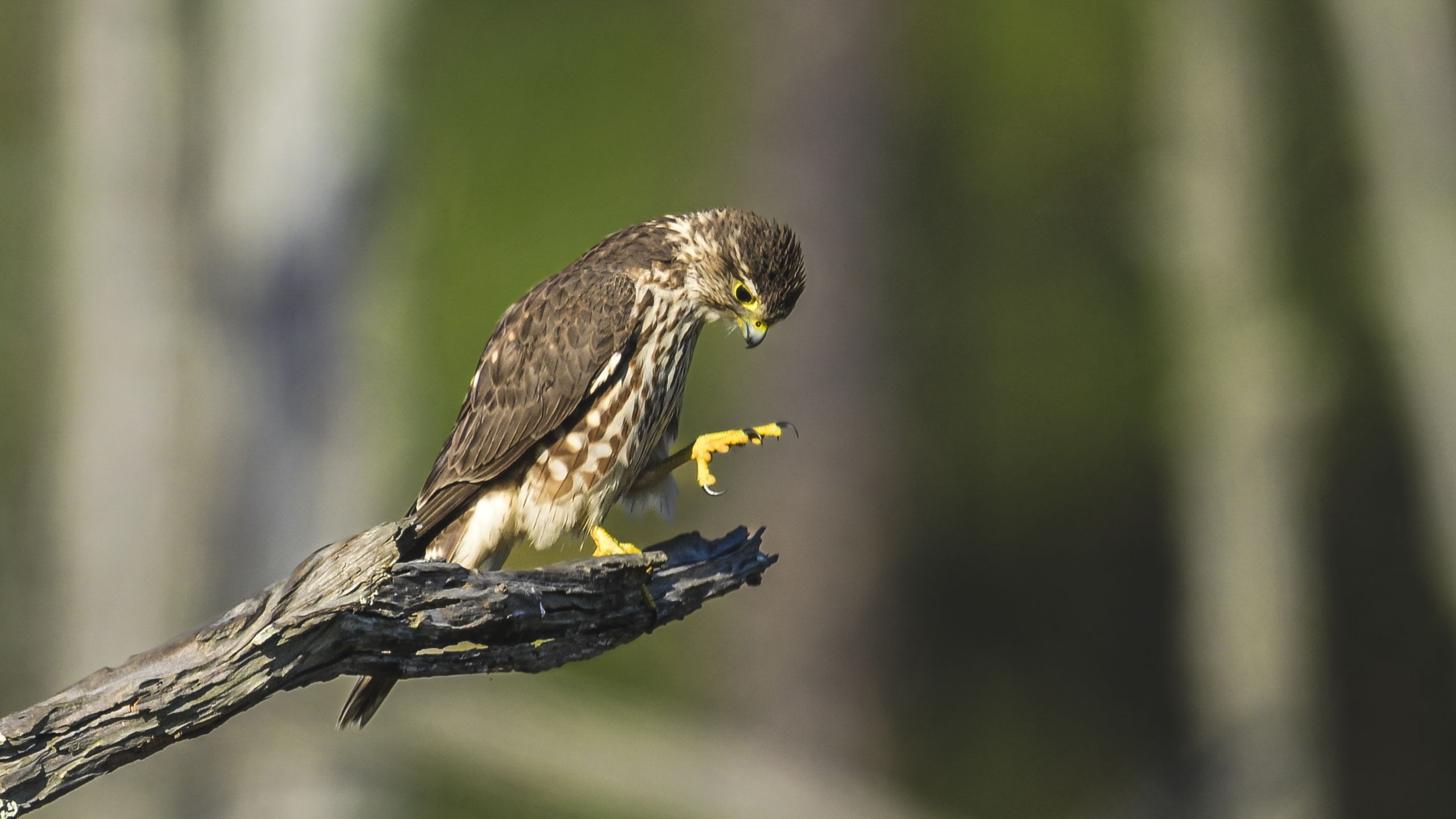 Merlin Hawk