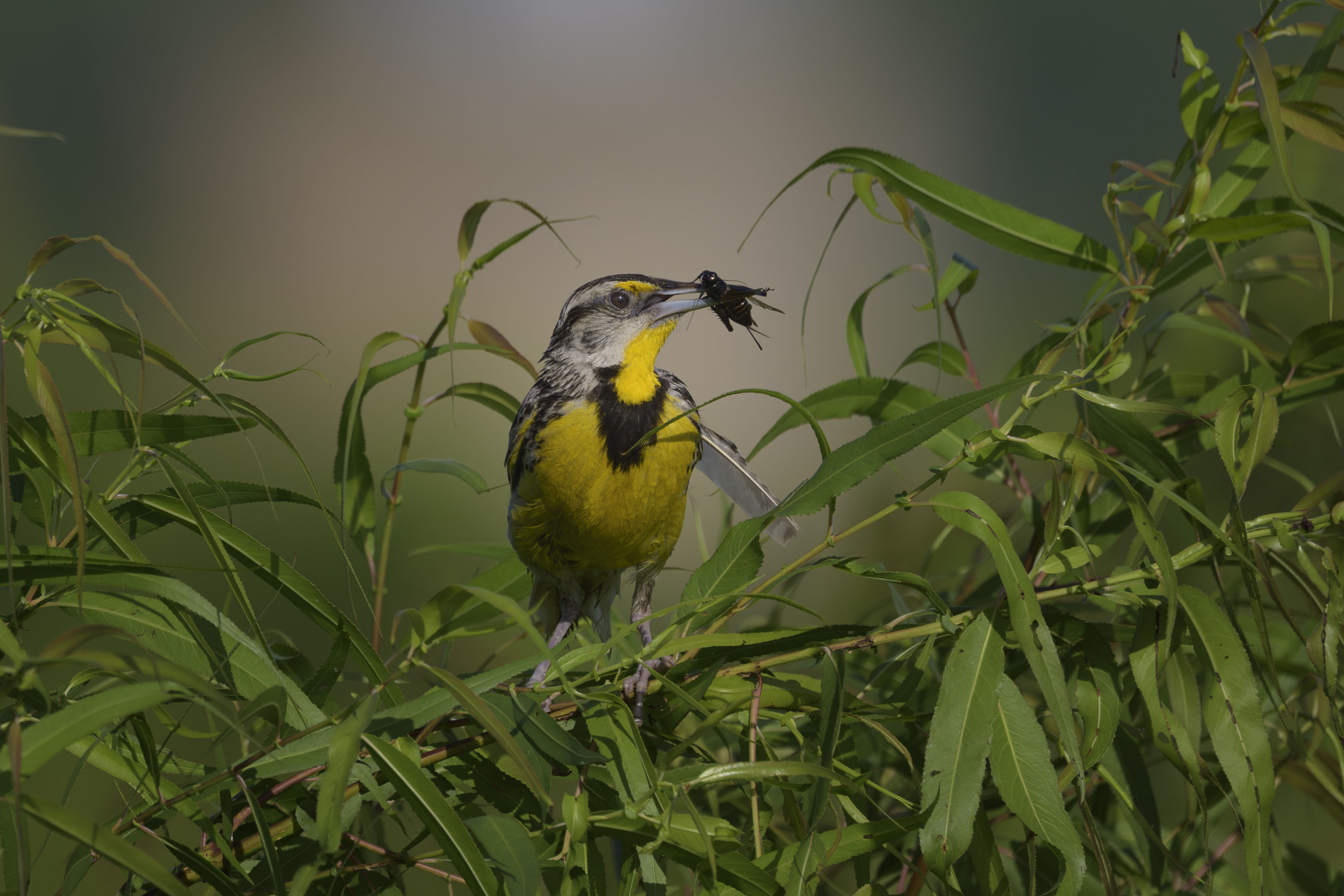 Meadowlark