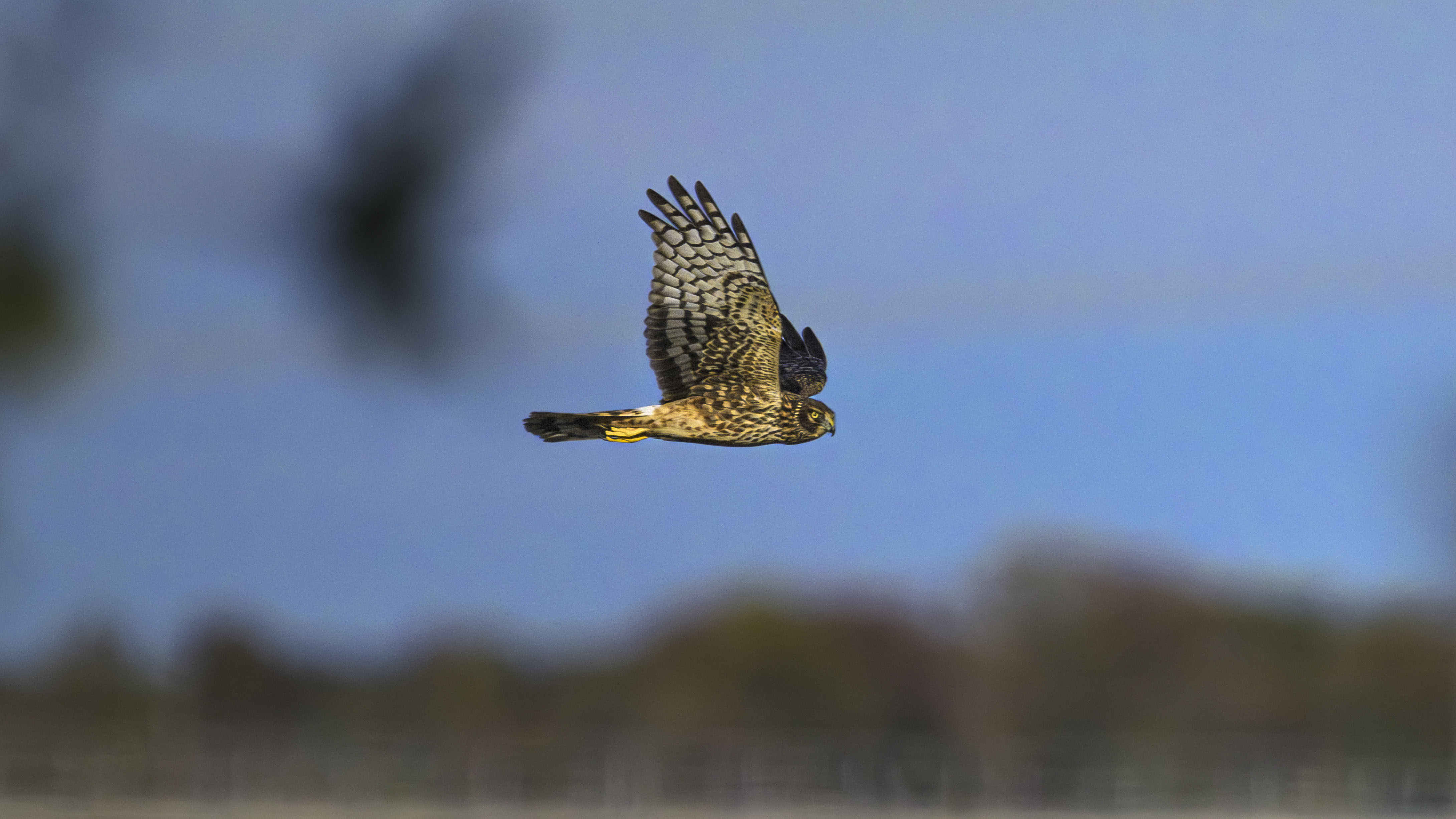 Northern Harrier