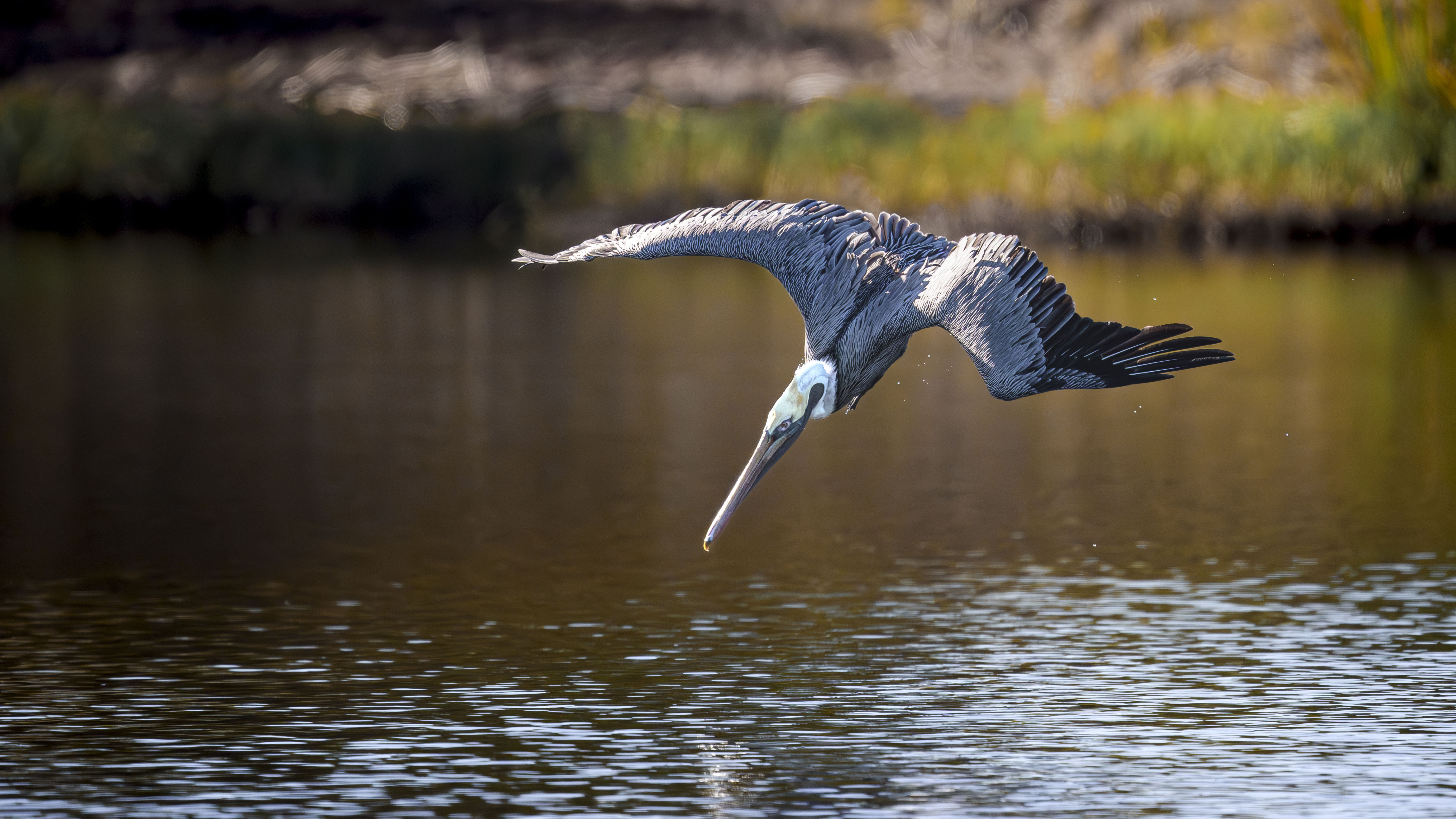 Brown Pelican