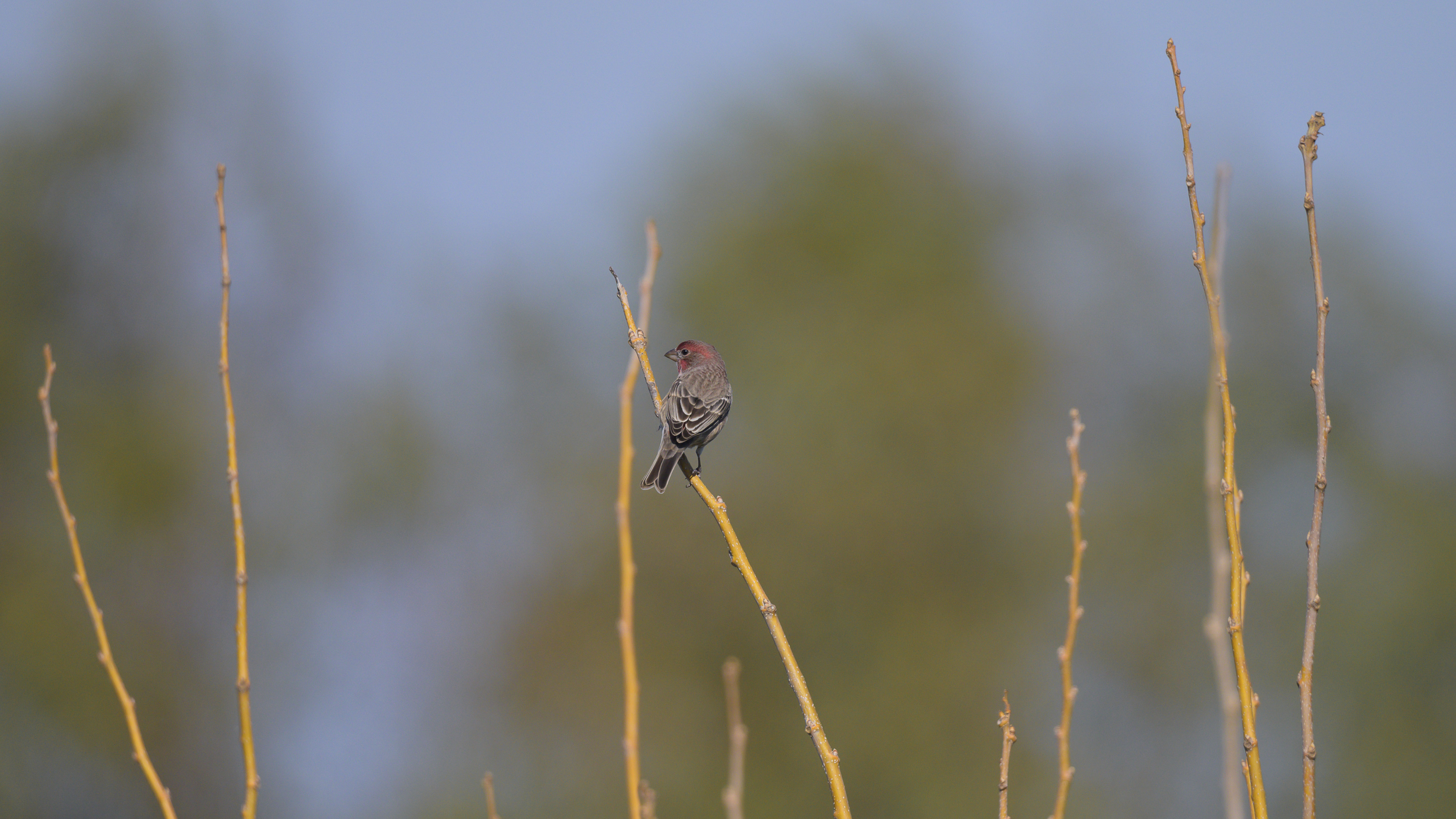 House Finch