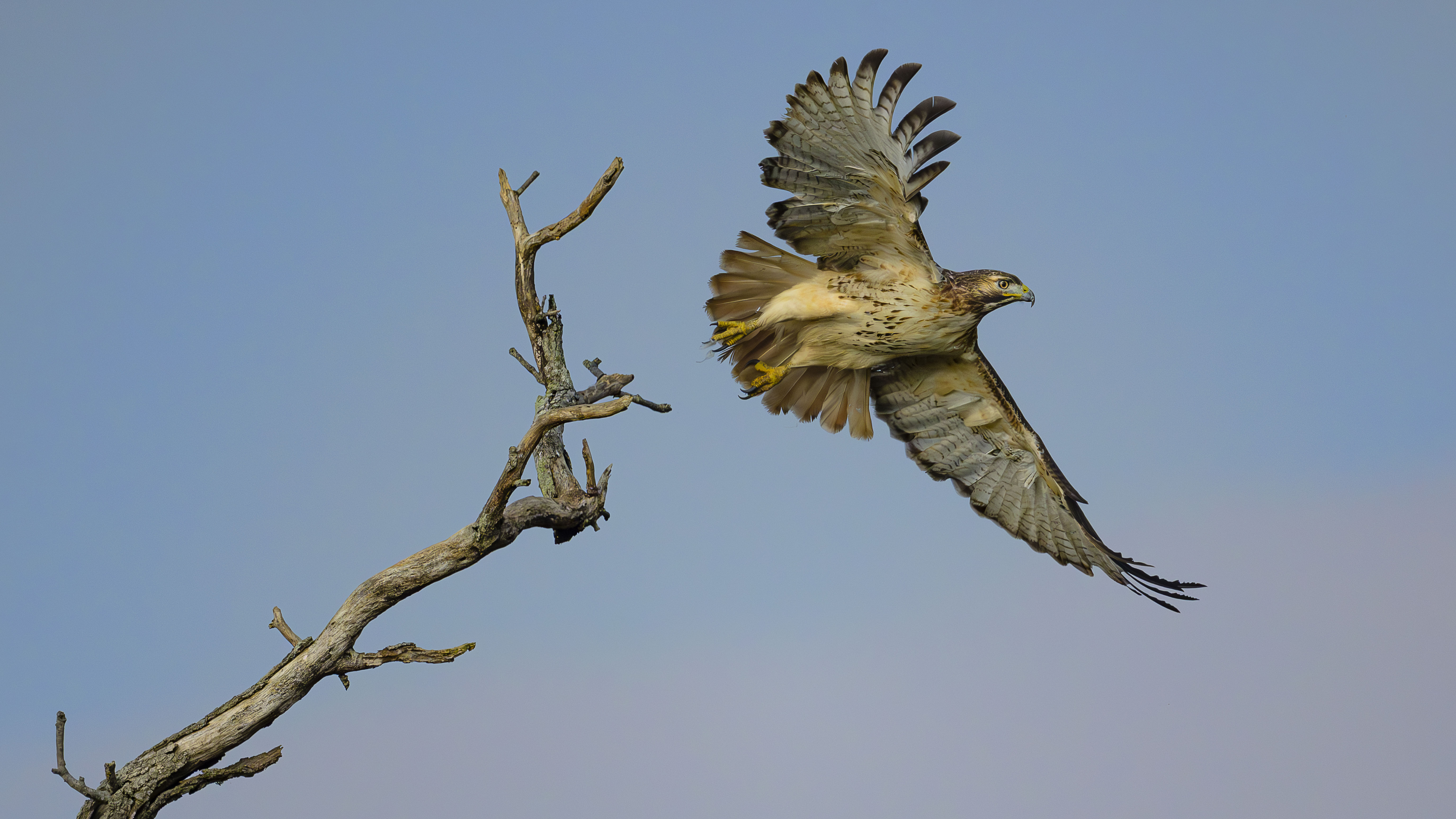 Red-tailed Hawk