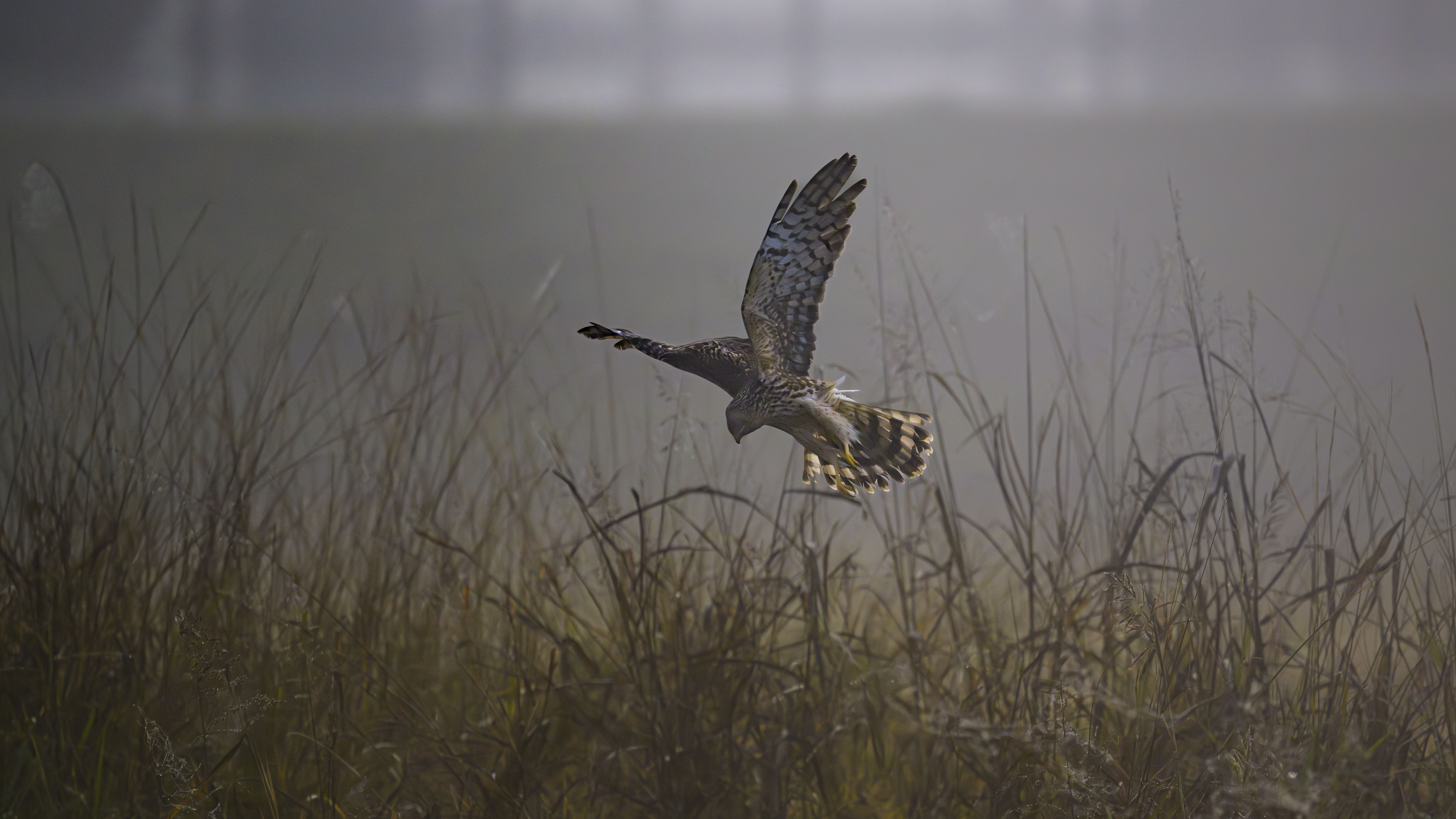 Northern Harrier