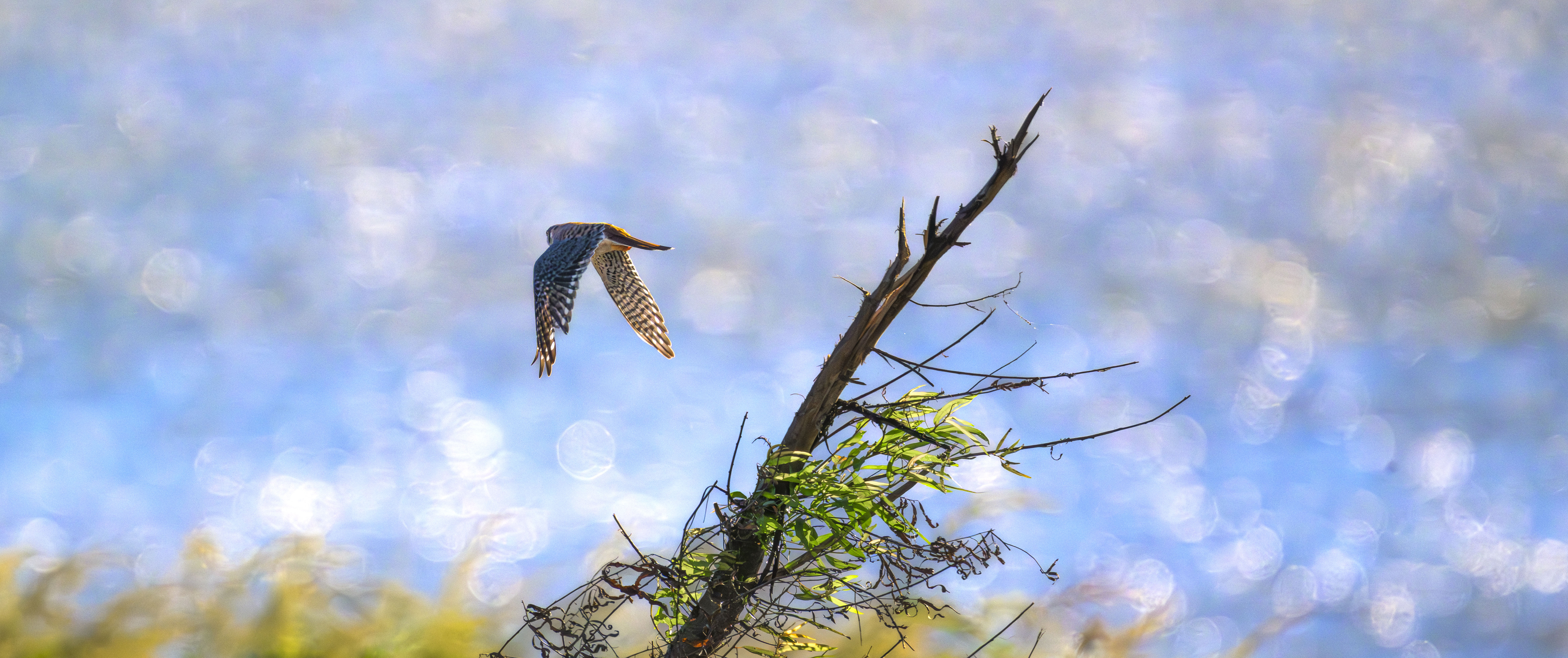 Kestrel