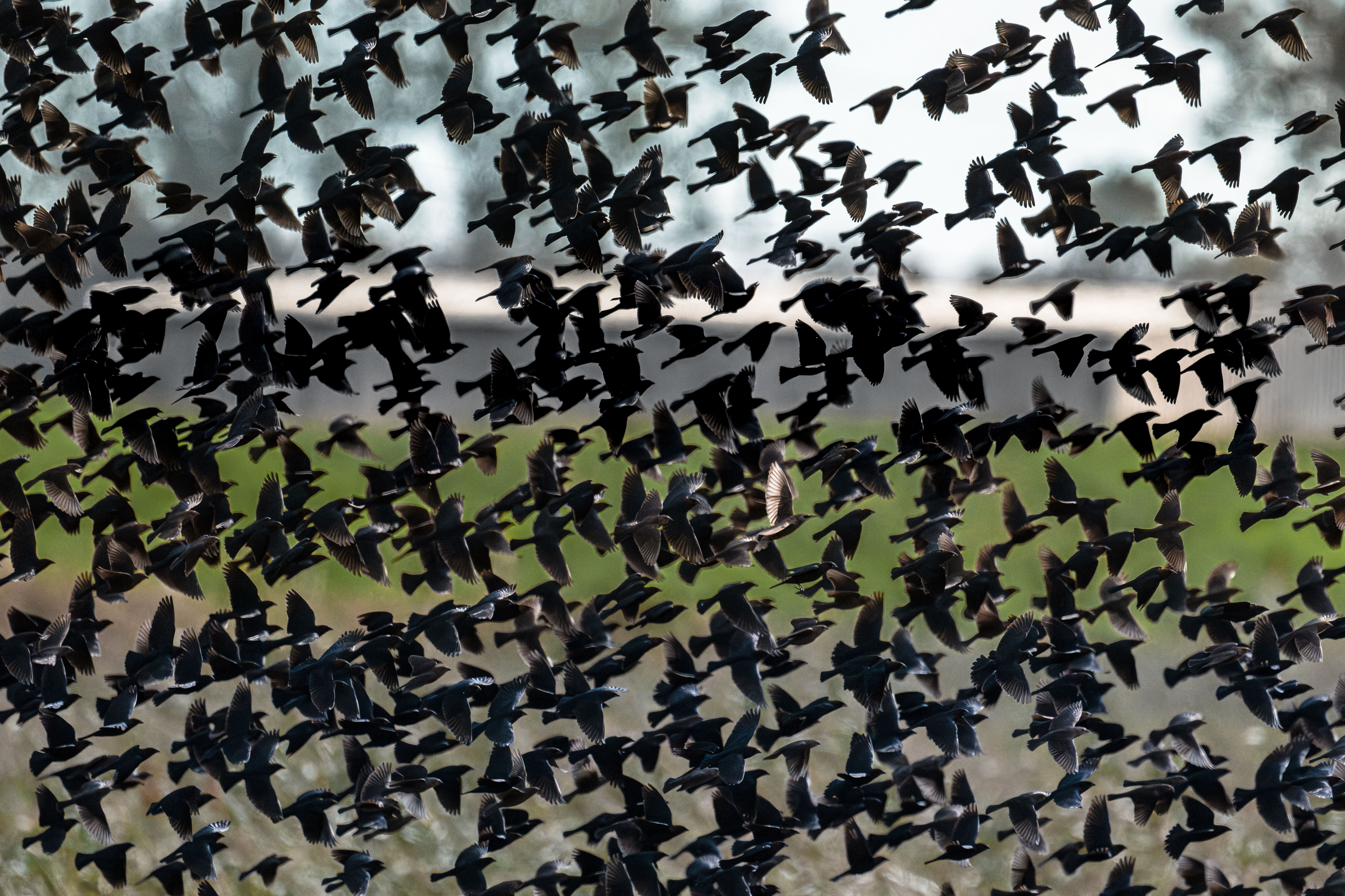 Murmuration of Starling